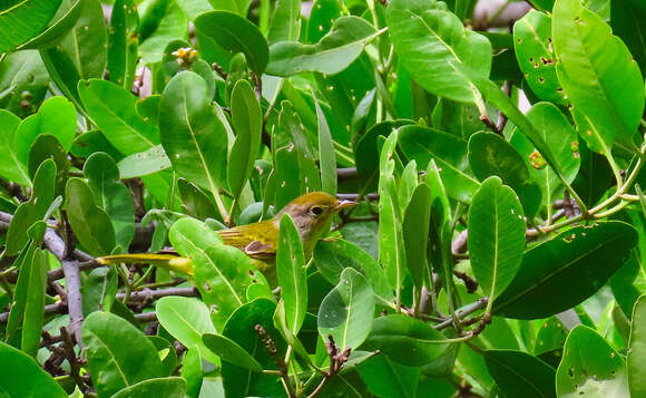 Image of Setophaga petechia xanthotera (Todd 1924)