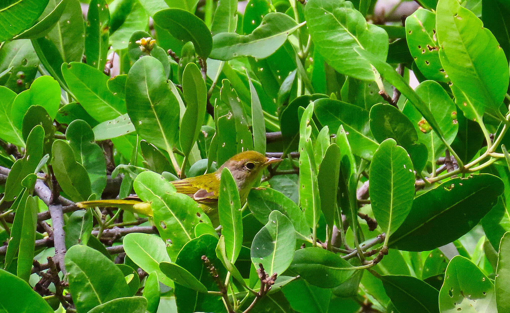 Imagem de Setophaga petechia xanthotera (Todd 1924)