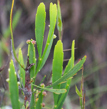 Phyllanthus klotzschianus Müll. Arg.的圖片