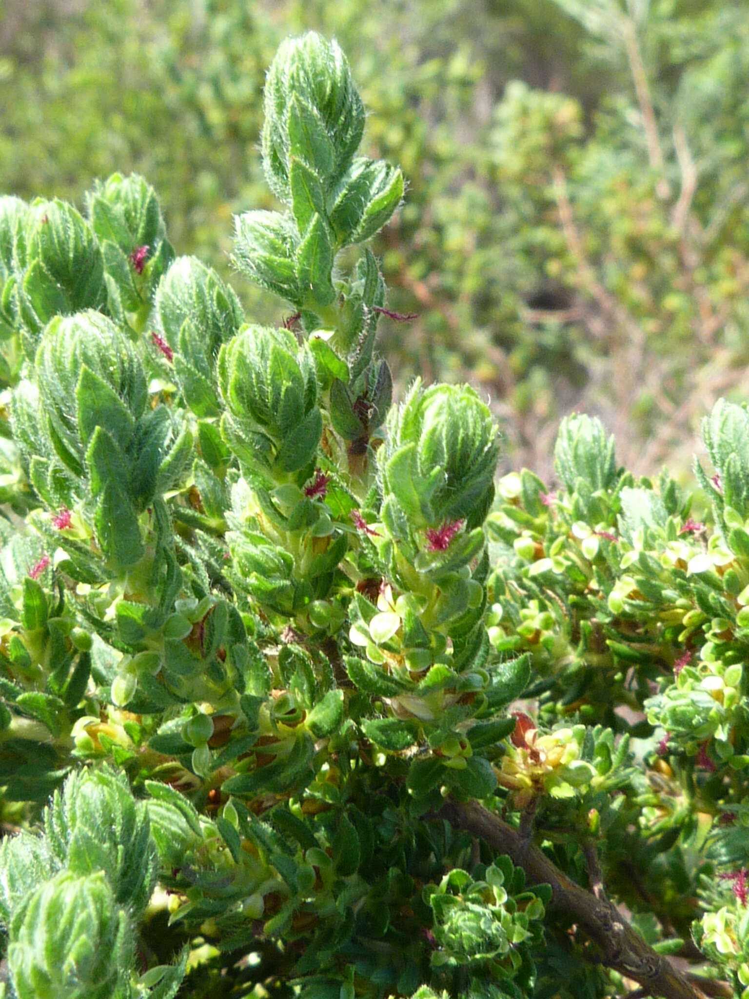 <i>Cliffortia <i>polygonifolia</i></i> var. polygonifolia resmi