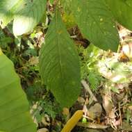 Image of Rhynchotechum discolor (Maxim.) B. L. Burtt