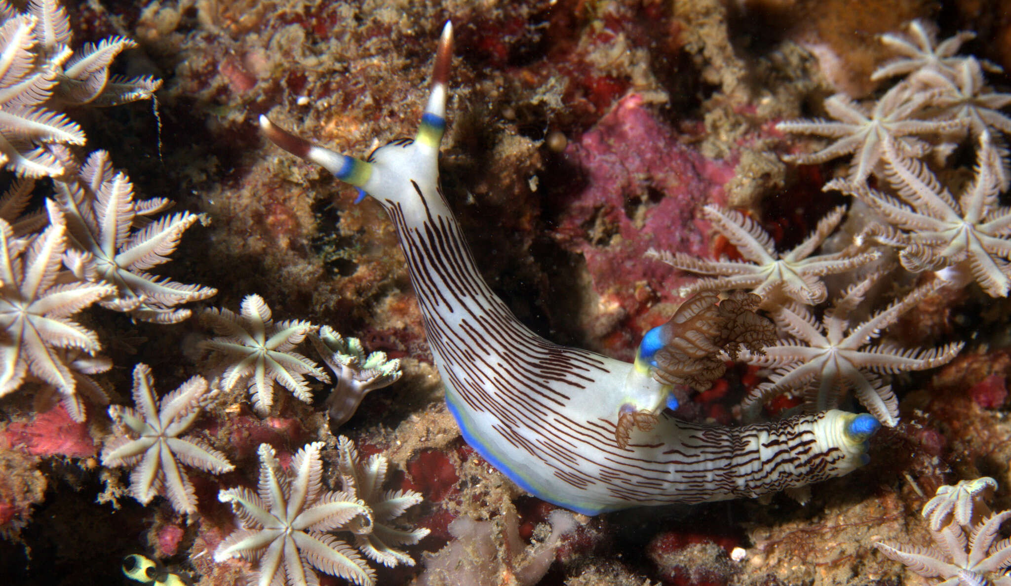 Image of Fine lined slug