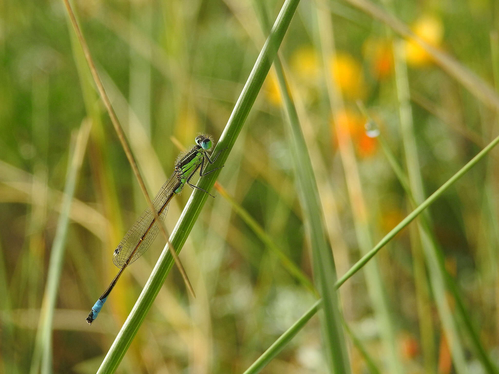 Imagem de Ischnura graellsii (Rambur 1842)