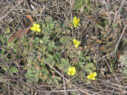 Image of Potentilla incana Gaertn. Mey. & Scherb.