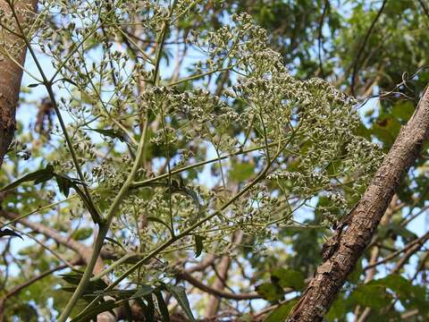 صورة Verbesina turbacensis Kunth