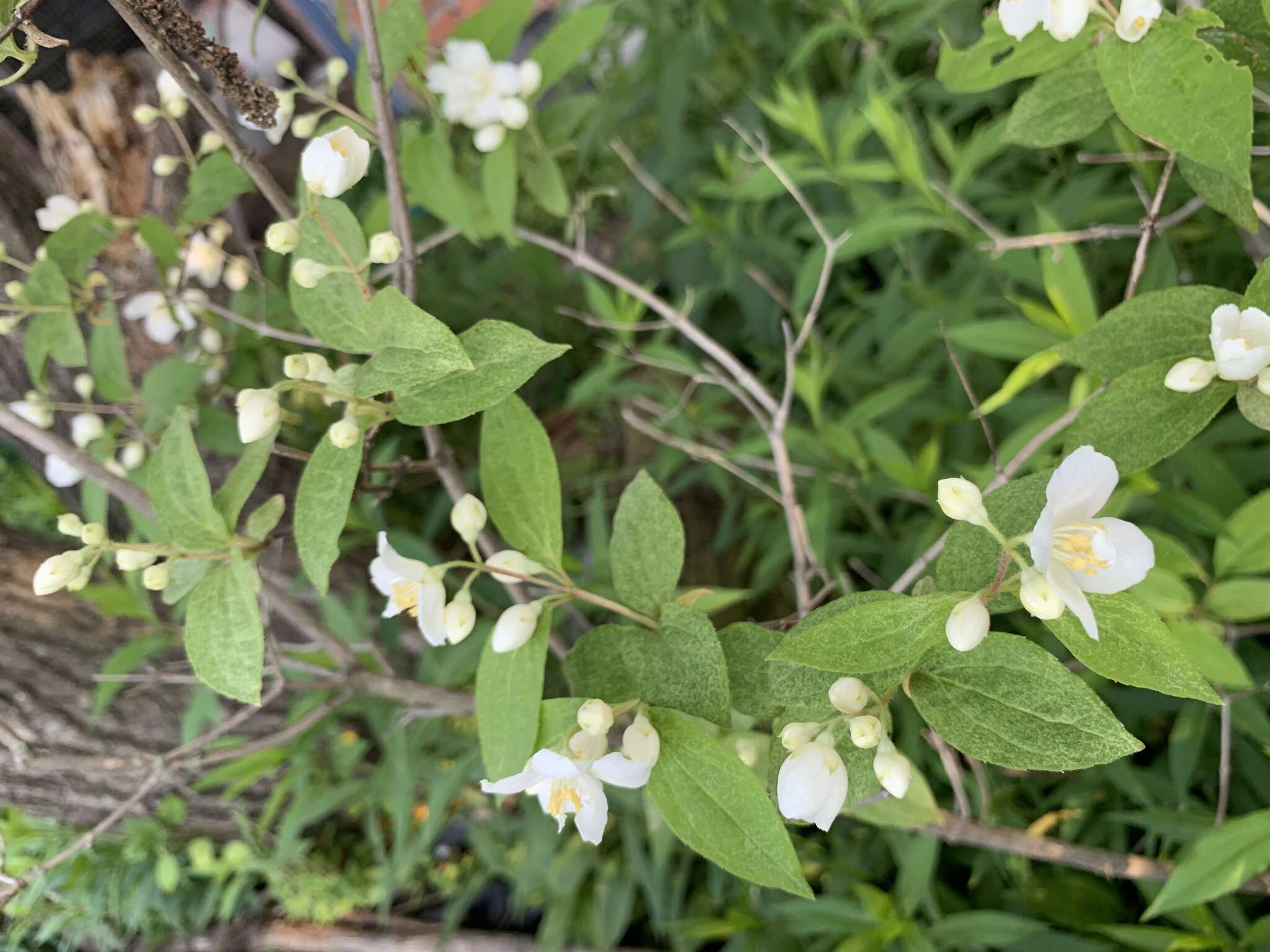 Image of Philadelphus tenuifolius Rupr. & Maxim.