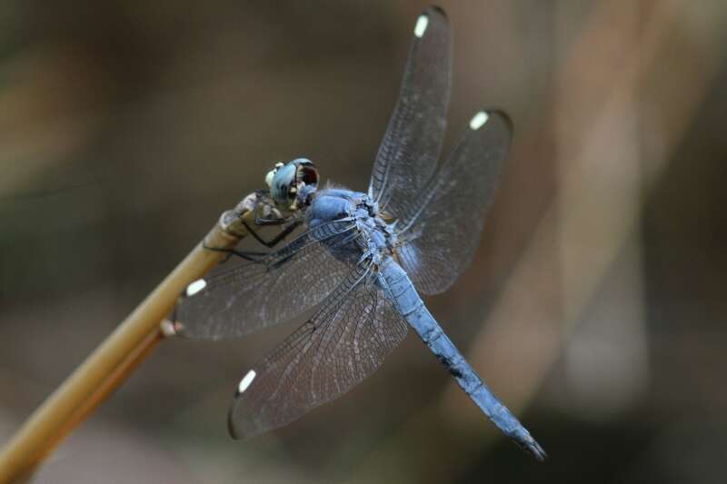 Image of Comanche Skimmer