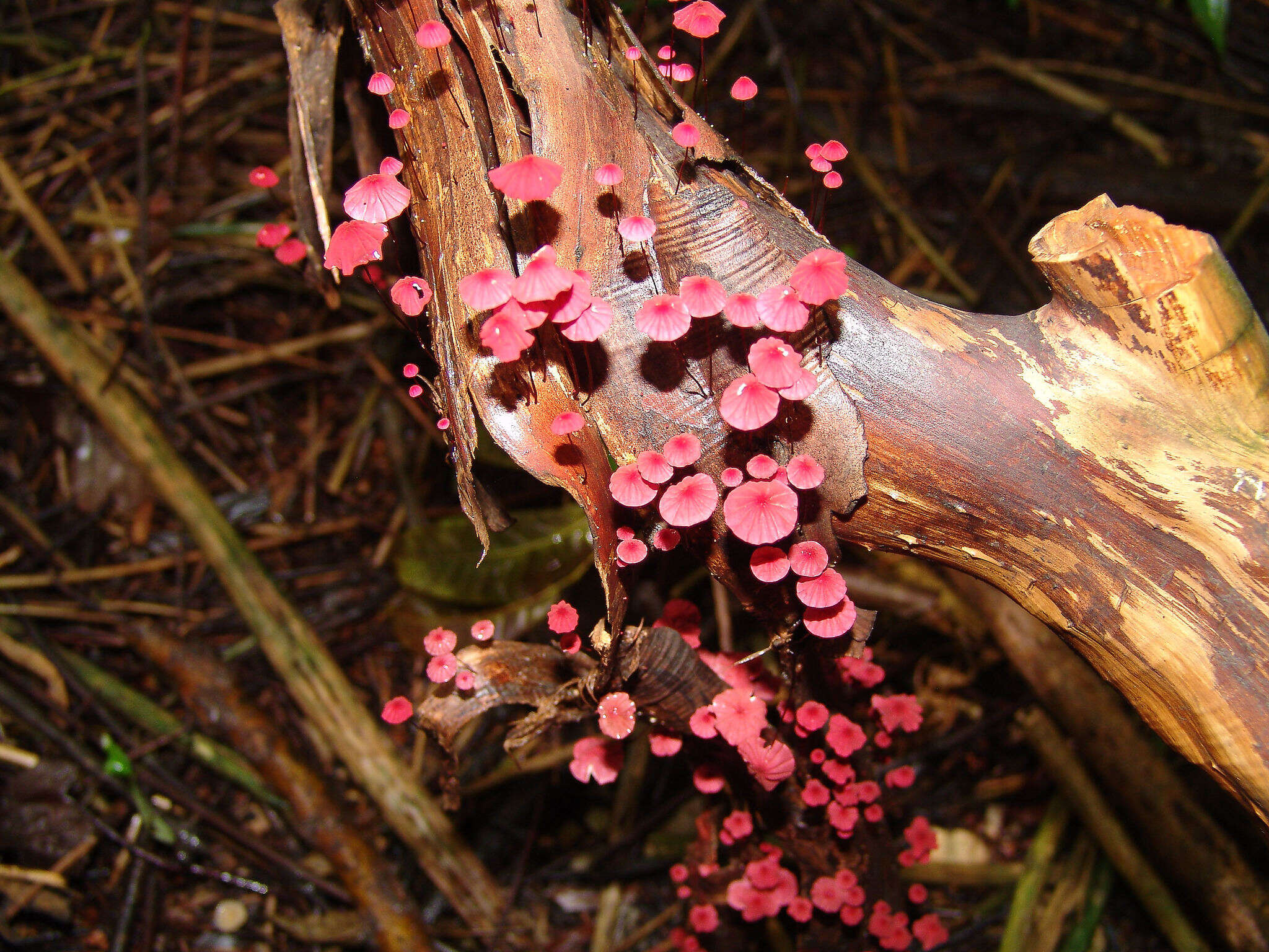 Image of Marasmius pulcherripes Peck 1872