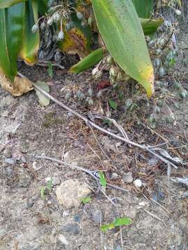 Image of Arthropodium cirratum (G. Forst.) R. Br.