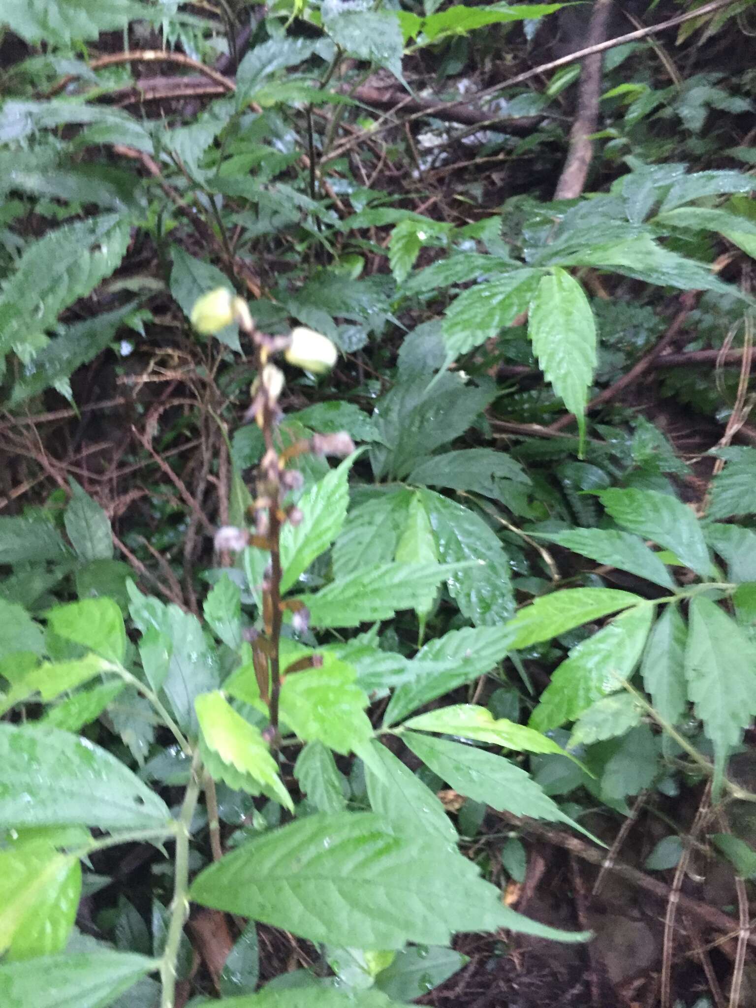 Image of Gastrodia flavilabella S. S. Ying