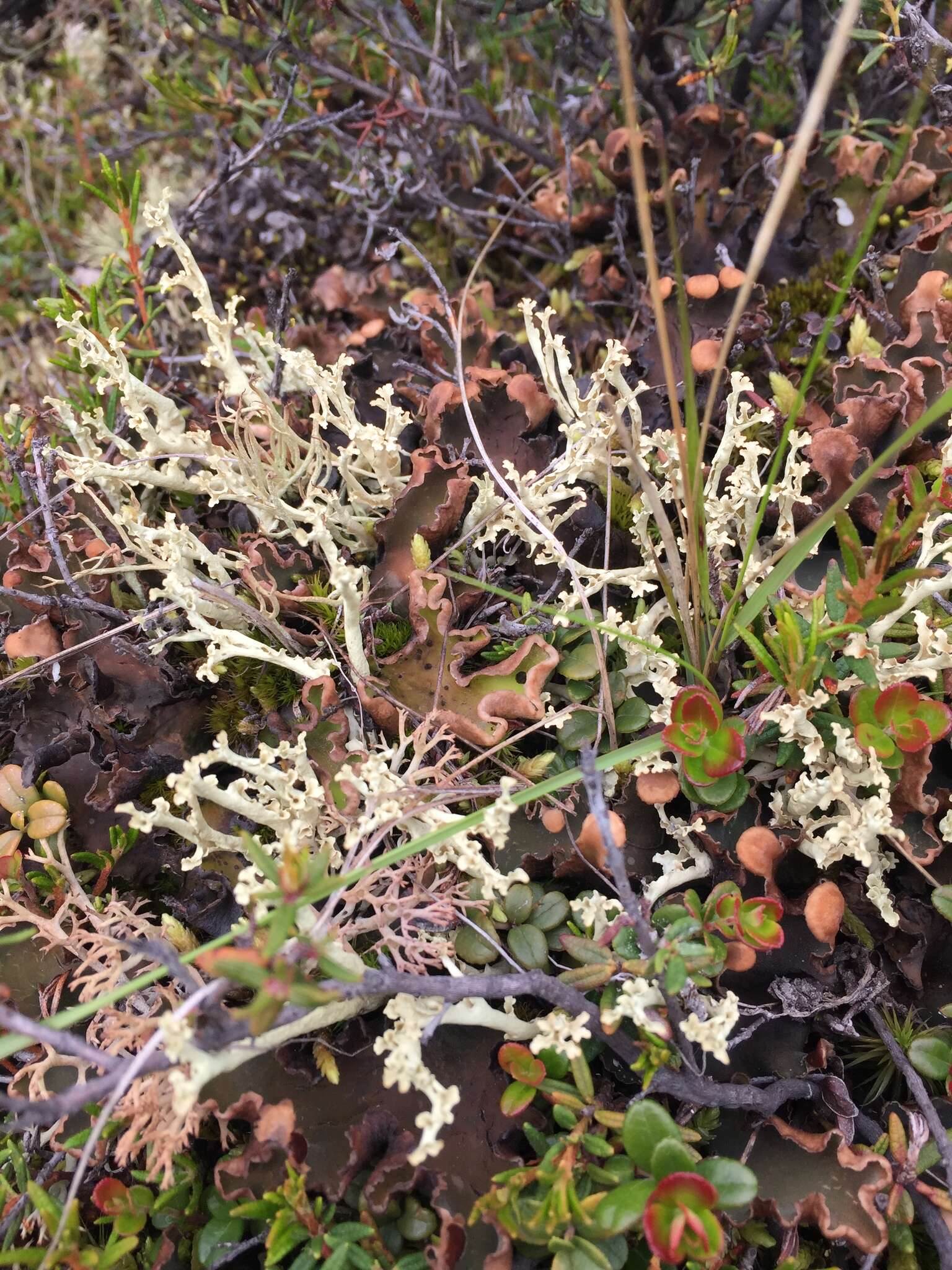 Image of Curled Snow Lichen