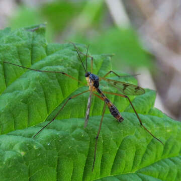 Image of Ptychoptera quadrifasciata Say 1824