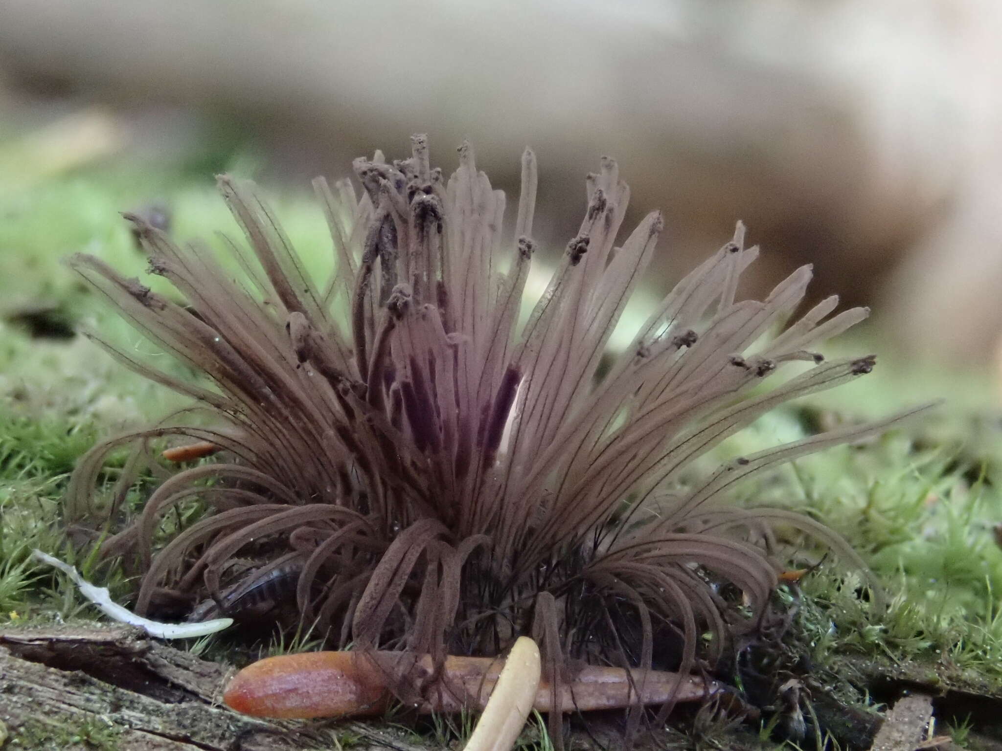 Image of Stemonitis flavogenita