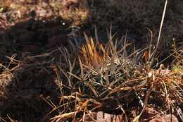 Image of Echinofossulocactus zacatecasensis Britton & Rose