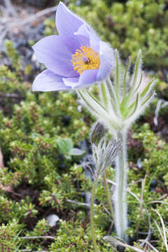 Image of cutleaf anemone