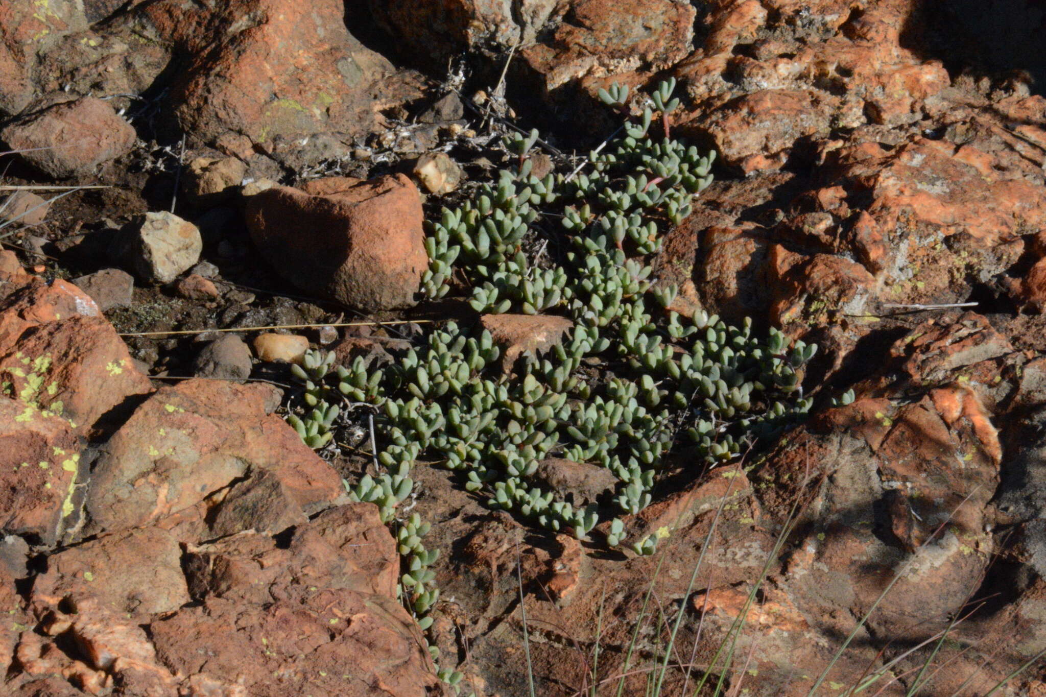 Image of Mossia intervallaris (L. Bol.) N. E. Br.