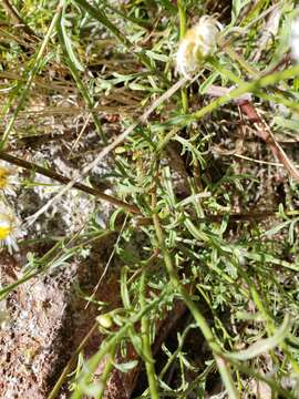 Слика од Erigeron neomexicanus A. Gray