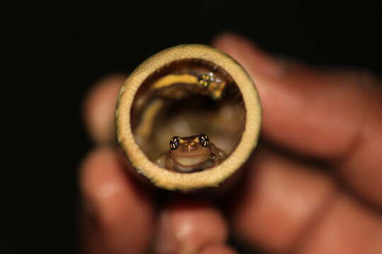 Image of Ochlandra shrub frog