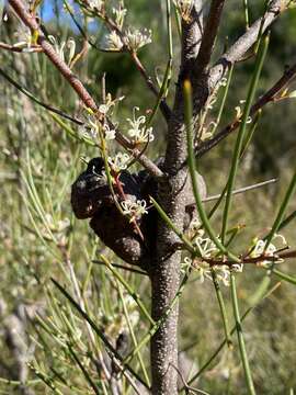 Image of Hakea actites W. R. Barker