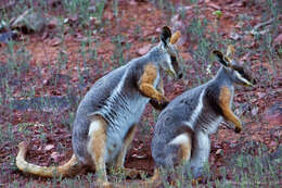 Image of Ring-tailed Rock Wallaby