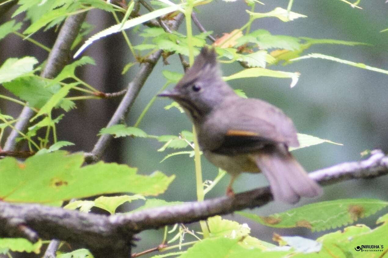 Image of Stripe-throated Yuhina