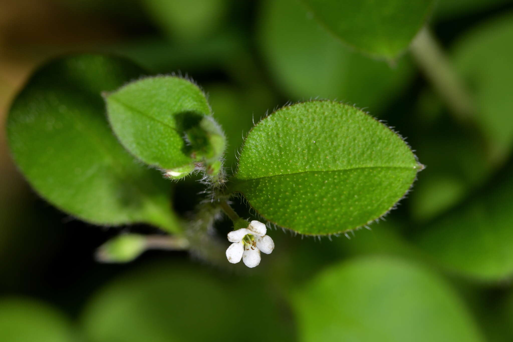 Imagem de Myosotis spathulata Forst. fil.