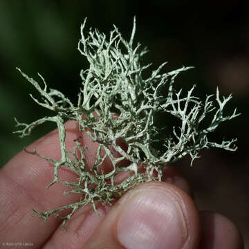 Image of Boreal oakmoss lichen