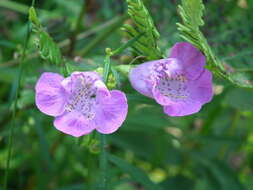 Image of <i>Agalinis <i>purpurea</i></i> var. purpurea