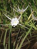 Image of Choctaw spiderlily