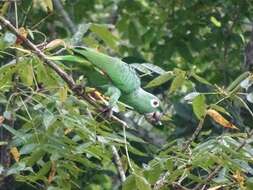 Image de Amazone poudrée