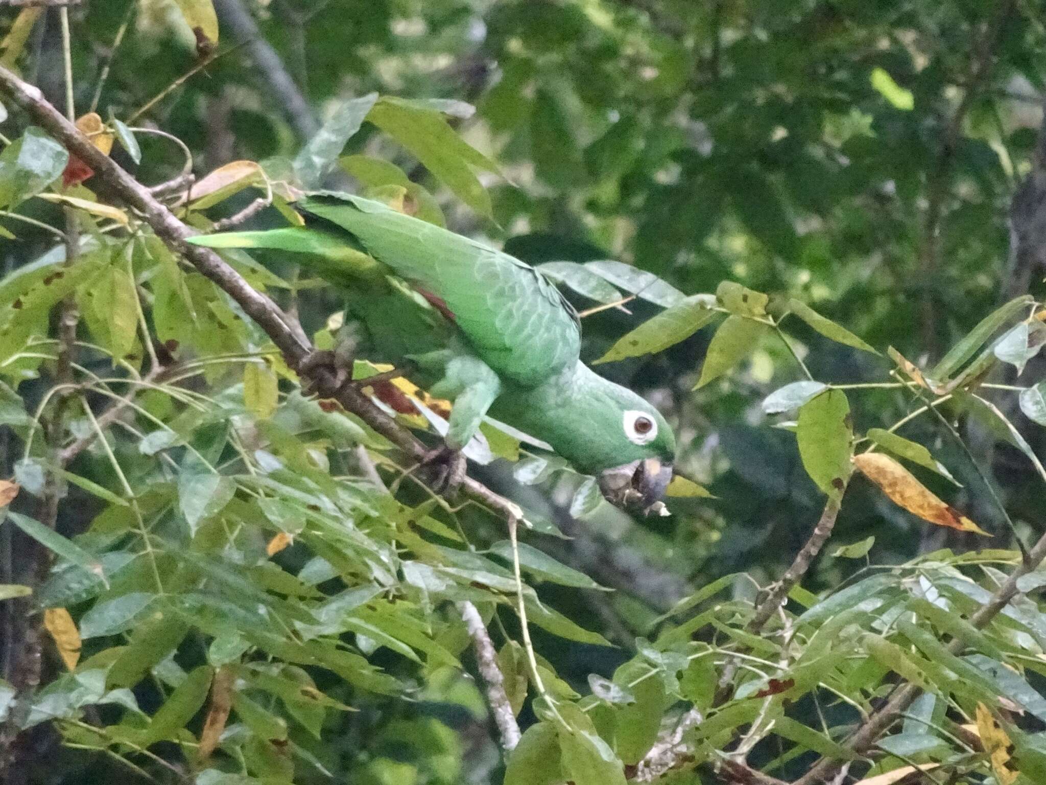 Image of Southern Mealy Amazon