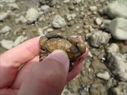 Слика од Leptodius exaratus (H. Milne Edwards 1834)