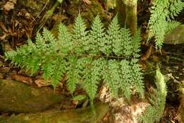 Image of Johnstone River fern