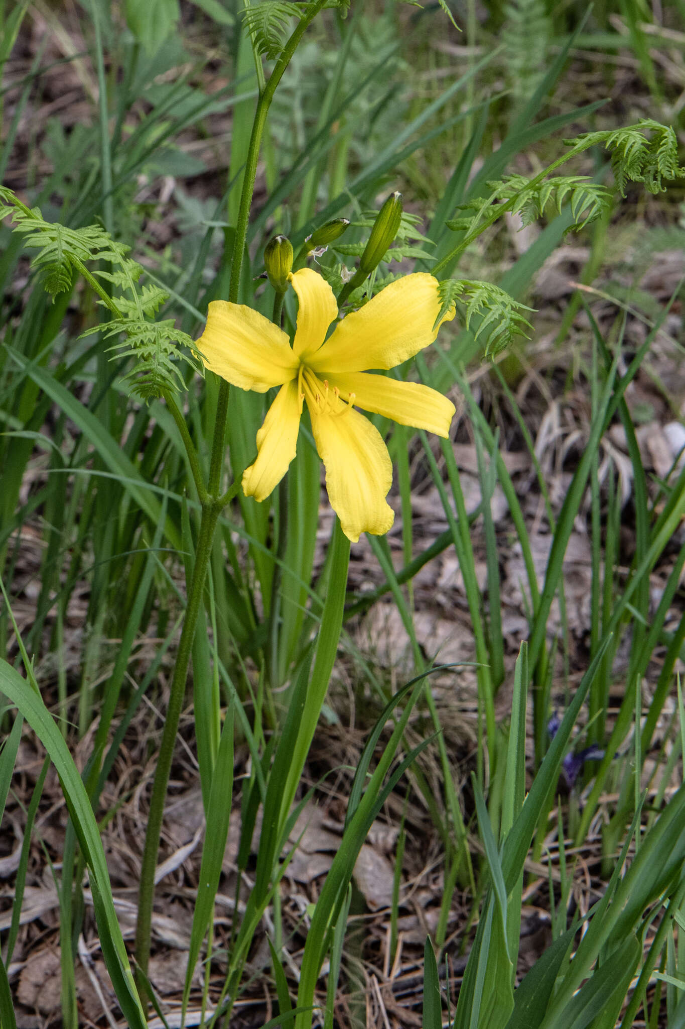Image of dwarf yellow day lily