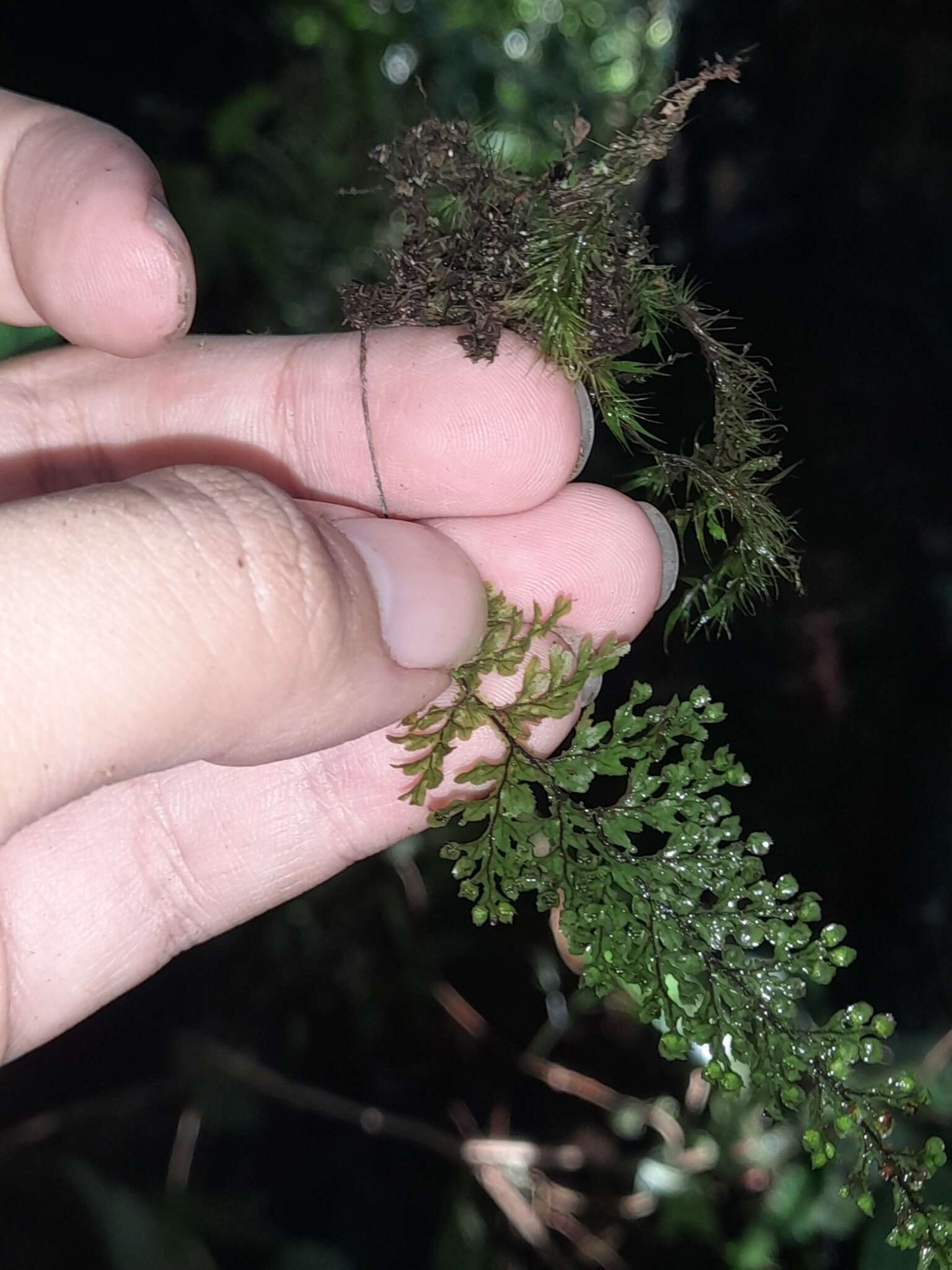 Image of Hymenophyllum barbatum (v. d. Bosch) Bak.