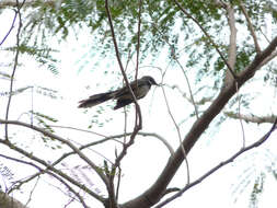 Image of Philippine Pied Fantail