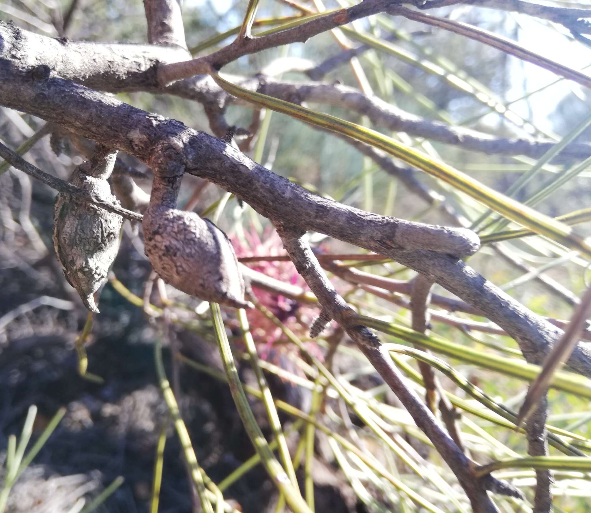 Image de Hakea scoparia Meissner