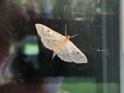 Image of Herpetogramma aquilonalis