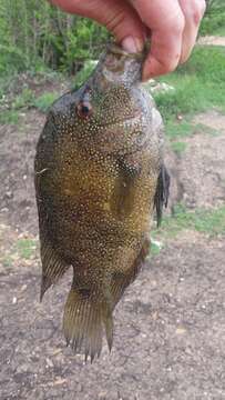 Image of Rio Grande Cichlid