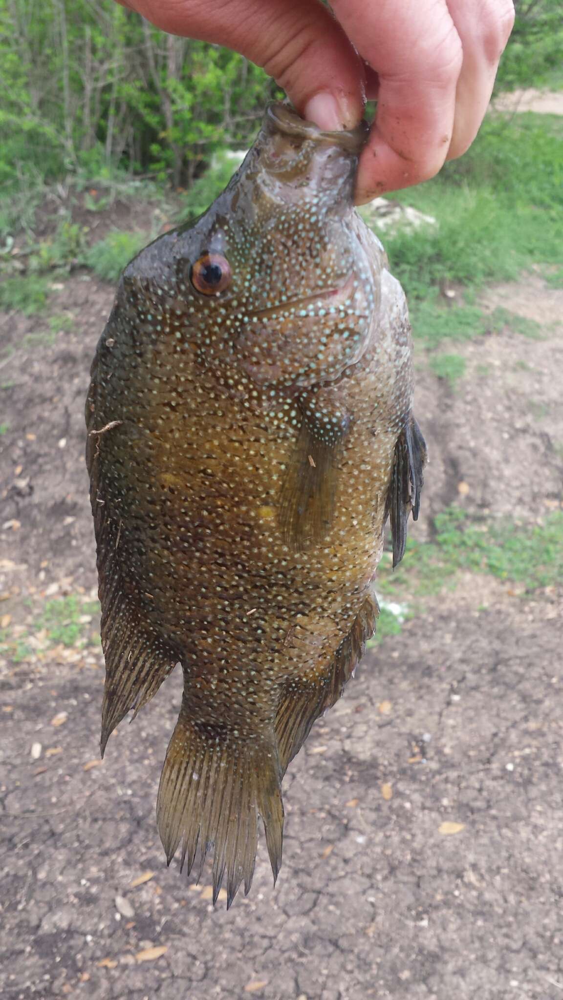 Image of Rio Grande Cichlid