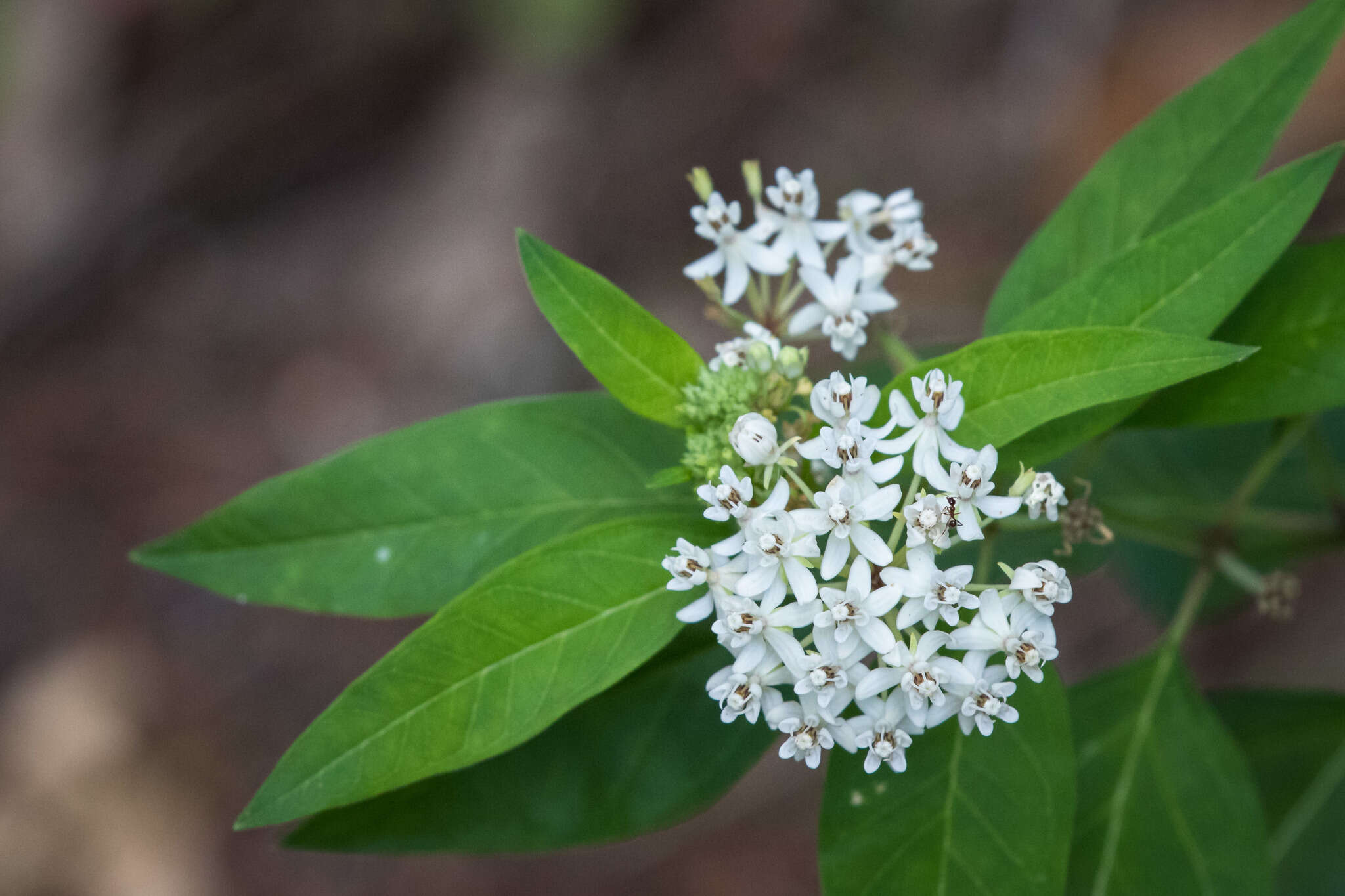 Image of Texas milkweed