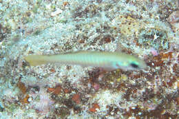 Image of Chinese zebra goby