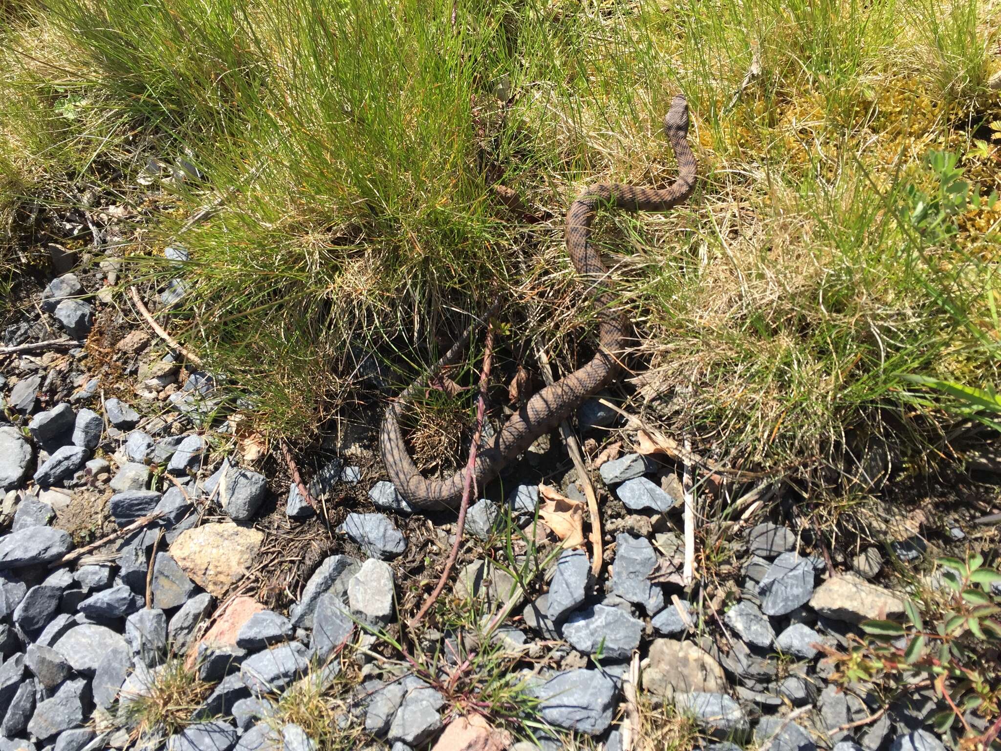 Image of Vipera aspis aspis (Linnaeus 1758)