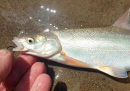 Image of Bonytail Chub