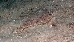 Image of Flounder