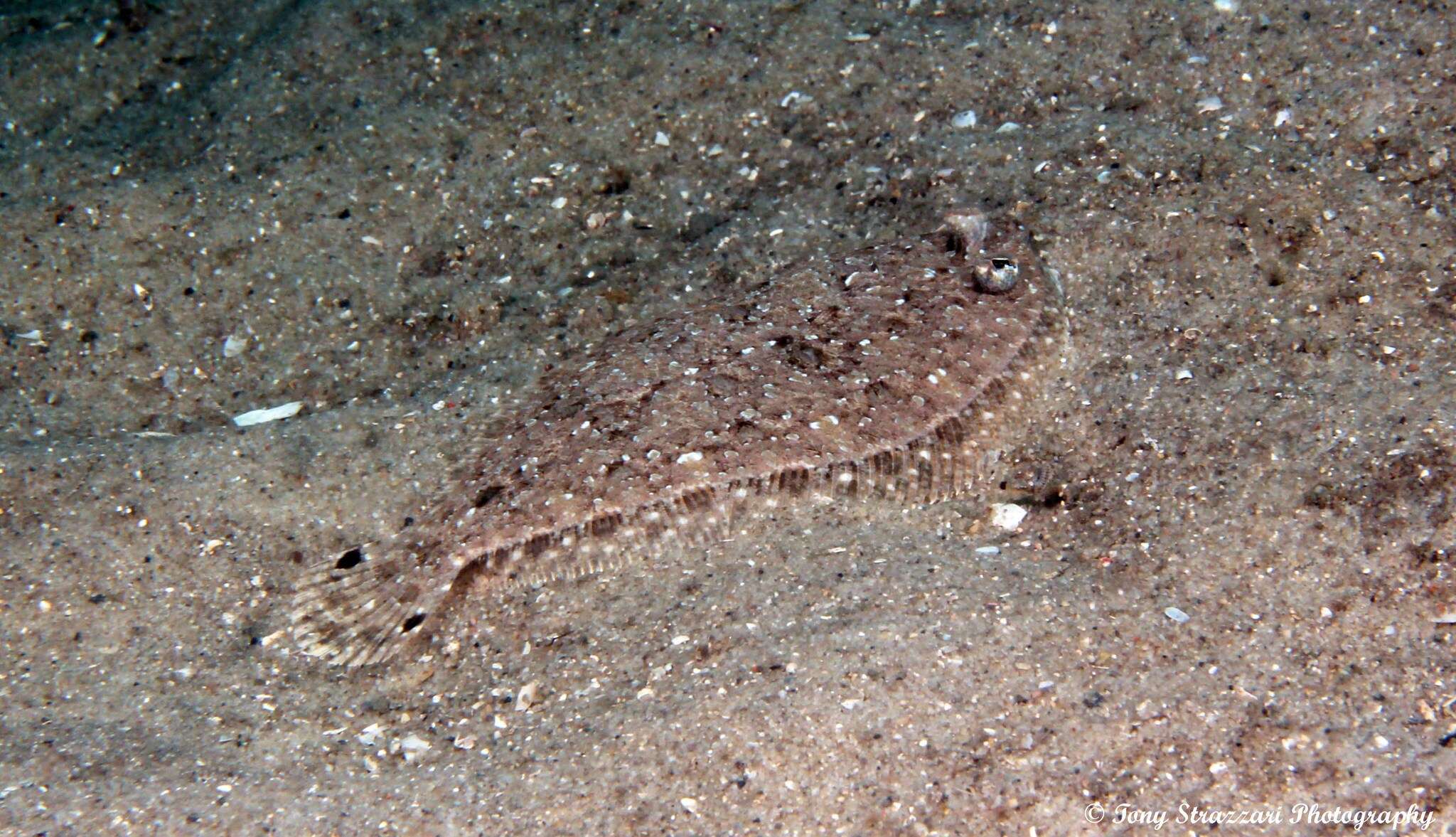 Image of Flounder