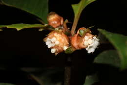 Image of Carapichea guianensis Aubl.