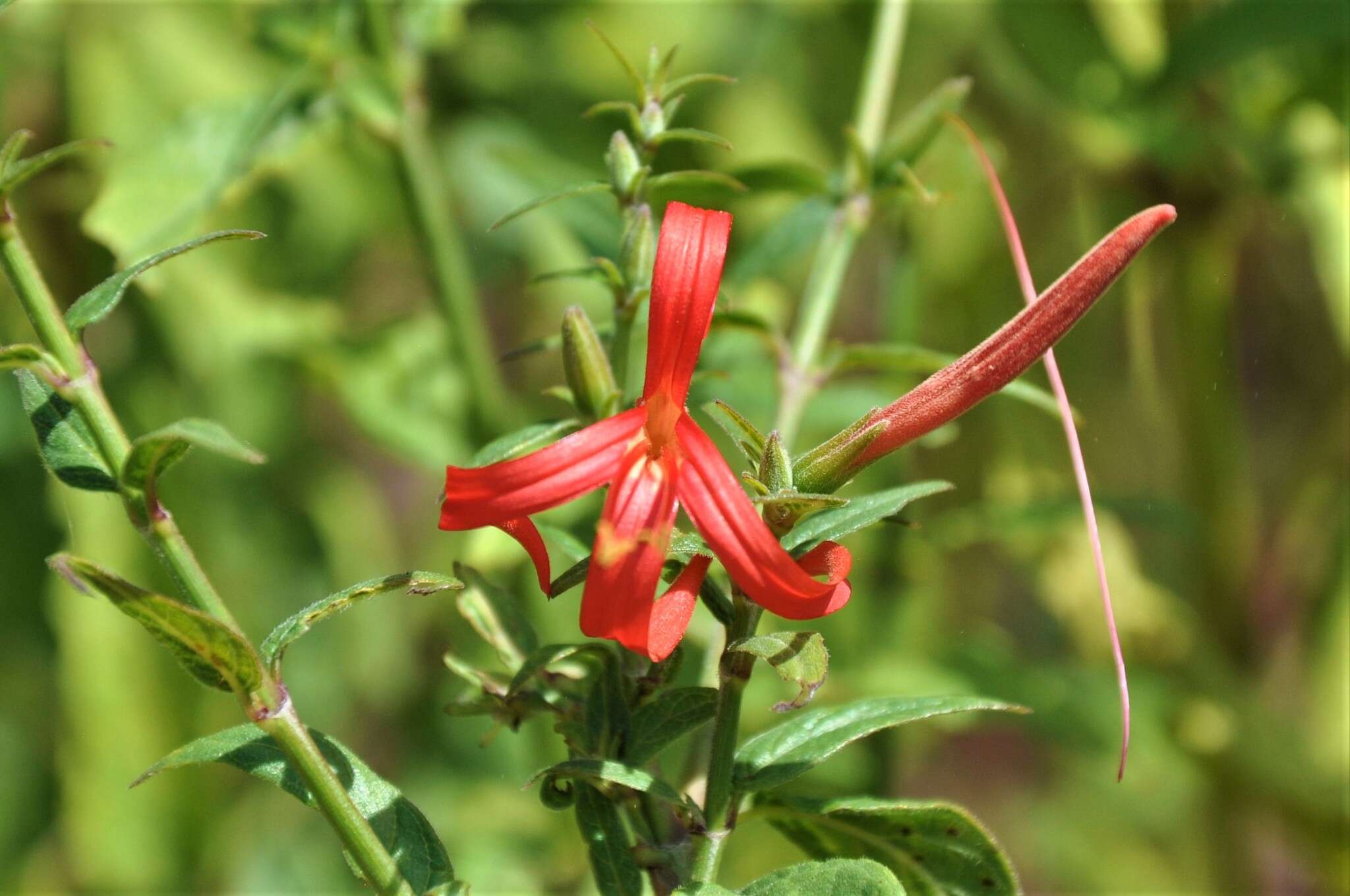 Anisacanthus pumilus (F. G. Dietr.) Nees resmi