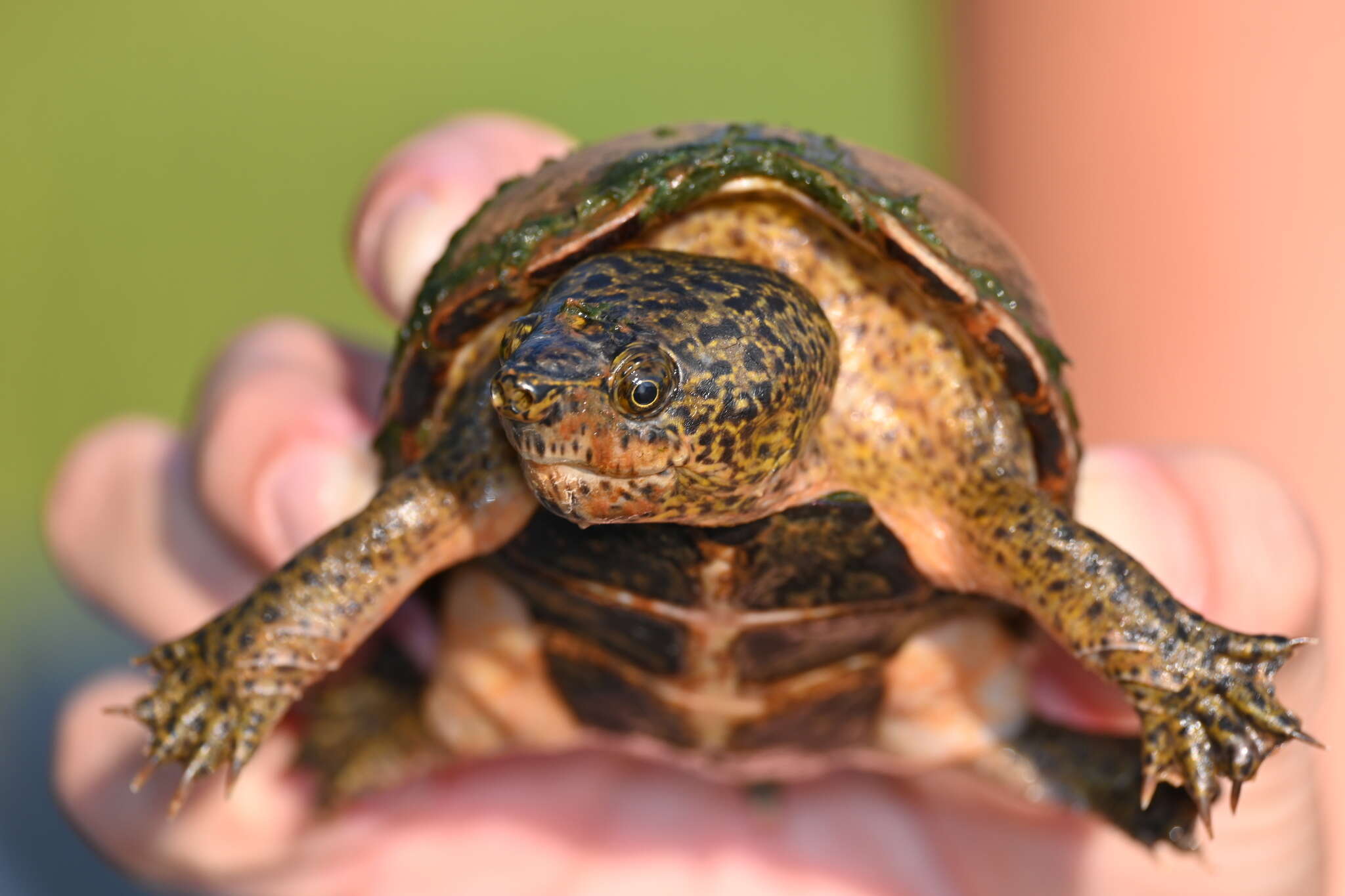 Image of Sternotherus intermedius (Scott, Glenn & Rissler 2017)