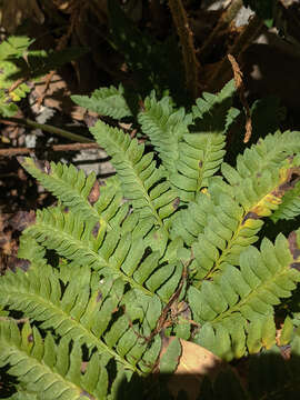 Image of California sword fern